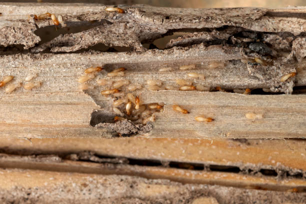 Flea Control Services in Lake Orion, MI